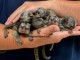 SINGES OUISTETS ​​À VENDRE