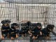 chiots rottweiler à adopter 
