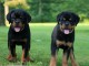 chiots rottweiler lof mâle et femelle pour adopter 