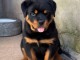 chiots rottweiler à donner 