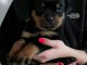 Bébé chiot rottweiler à donner 