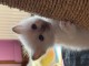 Chaton sacré brimanie a donner mâle 