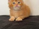 Chaton roux a donner contre bon soin 