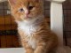 Bébé chaton Maine coon adorable 