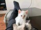 Chaton sacré brimanie a donner femelle 