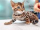 Bébé chaton Bengal à donner 