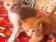 Bébé chaton Maine coon disponible 