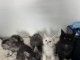 Chaton Maine coon à donner 