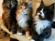 Bébé chaton Maine coon disponible 
