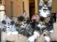 Bébé chaton Maine coon à donner 