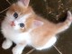 Je donne chaton disponible 