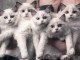 Portée des chatons disponible ragdoll 