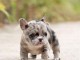Je donne chiot bouledogue français 