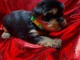 chiots Yorkshire terrier à donner 