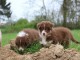 chiots berger australien lof 