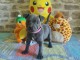 chiots staffie à adopter 