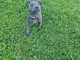 à adopter chiot staffie 