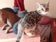 bébé chaton Bengal a donner contre bon soin 