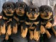 adoption chiot rottweiler disponible 