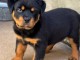 chiots rottweiler à adopter femelle 
