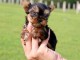 chiots Yorkshire terrier disponible de suite 