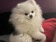 chiots spitz nain disponible pour adoption 