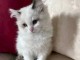 je donne chaton sacré brimanie 