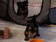 bébé chiot Yorkshire terrier disponible 