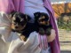 je donne chiot Yorkshire terrier disponible 