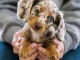 chiots Teckel nain à adopter 