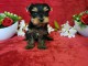 chiots Yorkshire mâle a donner 