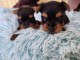 chiots Yorkshire mâle a donner 