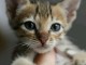 bébé chaton Bengal pour adoption 