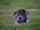 chiots dogue allemand a donner 
