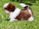 chiots Shih Tzu à donner 