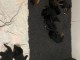 chiots berger allemand a donner contre bon soin 