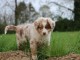 chiots berger australien lof mâle a donner 