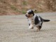 je donne chiot berger australien 