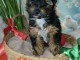 chiots Yorkshire femelle a donner 
