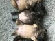 chiots bouledogue français à donner 