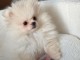 chiots spitz nain à adopter 