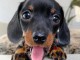 chiots Teckel nain à adopter 