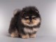 je donne chiot spitz nain disponible 