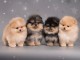 adopter chiot spitz nain Poméranie 