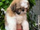 chiot Shih Tzu à donner 