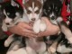 adoption chiot husky sibérien 