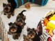 chiots Yorkshire terrier mâle disponible pour adoption 