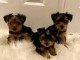 Dons chiot Yorkshire disponible pour adoption 