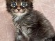 Chatons Maine coon mâles polydactiles