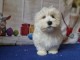 Je donne chiot coton tuléar lof